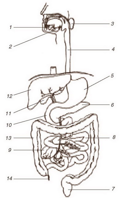 Реферат: Пищеварительный тракт и его основные функции