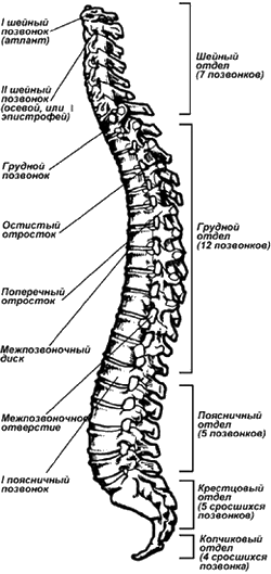 Где Находится Поясница Фото